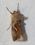 Celery Looper - Anagrapha falcifera Habitat: Attracted to a 365+395 nm LED lights in a semi-rural area<br />
<br />
2022(50)<br />
https://www.jungledragon.com/image/138495/m1.html Anagrapha,Anagrapha falcifera,Celery looper,Geotagged,National Moth Week 2022,Noctuidae,Summer,United States,looper,moth,moth week 2022