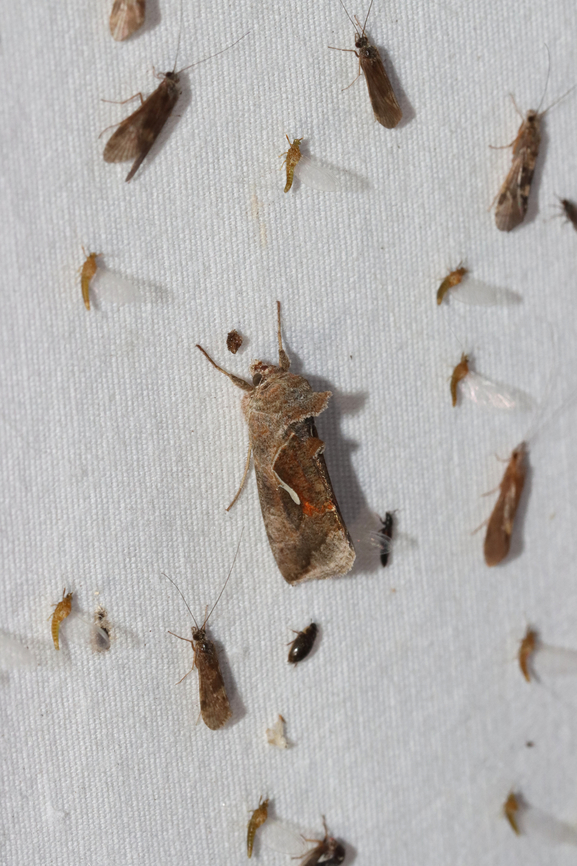 Celery Looper - Anagrapha falcifera With friends: mayflies, caddisflies, and beetles<br />
<br />
Habitat: Attracted to a 365+395 nm LED lights in a semi-rural area<br />
<br />
2022(50)<br />
<figure class="photo"><a href="https://www.jungledragon.com/image/138494/celery_looper_-_anagrapha_falcifera.html" title="Celery Looper - Anagrapha falcifera"><img src="https://s3.amazonaws.com/media.jungledragon.com/images/3232/138494_thumb.jpg?AWSAccessKeyId=05GMT0V3GWVNE7GGM1R2&Expires=1759968010&Signature=cixTiMO8oUoSTX38ucGdgV%2BbQws%3D" width="118" height="152" alt="Celery Looper - Anagrapha falcifera Habitat: Attracted to a 365+395 nm LED lights in a semi-rural area<br />
<br />
2022(50)<br />
https://www.jungledragon.com/image/138495/m1.html Anagrapha,Anagrapha falcifera,Celery looper,Geotagged,National Moth Week 2022,Noctuidae,Summer,United States,looper,moth,moth week 2022" /></a></figure> Anagrapha falcifera,Celery looper,Geotagged,National Moth Week 2022,Summer,United States,moth week 2022