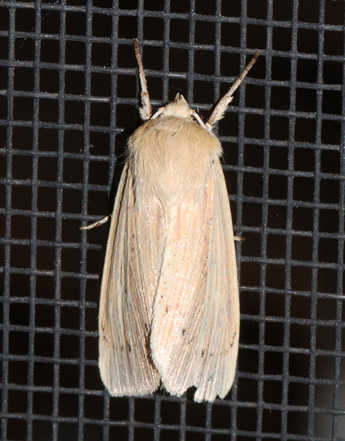 Lesser Wainscot - Mythimna oxygala *Species ID is tentative<br />
<br />
Habitat: Attracted to a 365+395 nm LED lights in a semi-rural area<br />
<br />
2022(51) Geotagged,Lesser Wainscot,Mythimna,Mythimna oxygala,National Moth Week 2022,Summer,United States,moth,moth week 2022,noctuidae