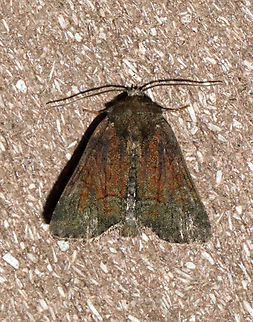 Tawny Marbled Minor - Oligia latruncula **This species was introduced into NYC from Eurasia.

Habitat: Attracted to a 365+395 nm LED lights in a semi-rural area

2022(52) Geotagged,National Moth Week 2022,Noctuidae,Oligia latruncula,Summer,Tawny marbled minor,United States,moth,moth week 2022,oligia