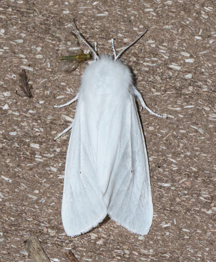 Tiger Moth - Spilosoma virginica Habitat: Attracted to a 365+395 nm LED lights in a semi-rural area<br />
<br />
2022(53) Geotagged,National Moth Week 2022,Spilosoma,Spilosoma virginica,Summer,United States,Virginia tiger moth,erebidae,moth,moth week 2022