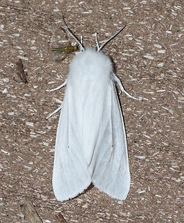 Tiger Moth - Spilosoma virginica Habitat: Attracted to a 365+395 nm LED lights in a semi-rural area

2022(53) Geotagged,National Moth Week 2022,Spilosoma,Spilosoma virginica,Summer,United States,Virginia tiger moth,erebidae,moth,moth week 2022