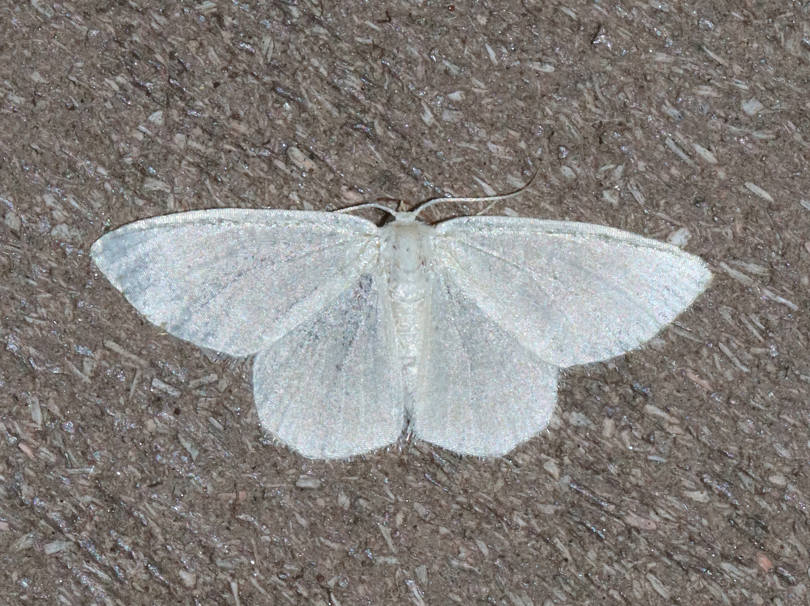 White Spring Moth - Lomographa vestaliata Habitat: Attracted to a 365+395 nm LED lights in a semi-rural area<br />
<br />
2022(54) Geotagged,Lomographa vestaliata,National Moth Week 2022,Summer,United States,White Spring Moth,geometridae,lomographa,moth,moth week 2022