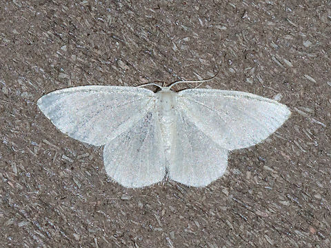 White Spring Moth - Lomographa vestaliata Habitat: Attracted to a 365+395 nm LED lights in a semi-rural area

2022(54) Geotagged,Lomographa vestaliata,National Moth Week 2022,Summer,United States,White Spring Moth,geometridae,lomographa,moth,moth week 2022