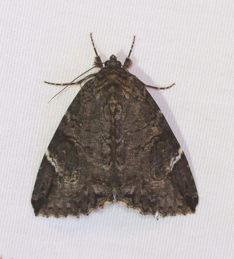 Locust Underwing - Euparthenos nubilis I haven&#039;t seen this moth species in a few years!<br />
<br />
Habitat: Attracted to a 365+395 nm LED lights in a semi-rural area<br />
<br />
2022(55) Euparthenos,Euparthenos nubilis,Geotagged,Locust Underwing,National Moth Week 2022,Summer,United States,erebidae,moth,moth week 2022