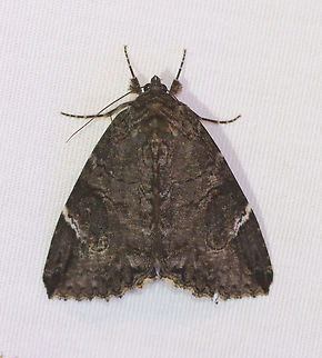 Locust Underwing - Euparthenos nubilis I haven't seen this moth species in a few years!

Habitat: Attracted to a 365+395 nm LED lights in a semi-rural area

2022(55) Euparthenos,Euparthenos nubilis,Geotagged,Locust Underwing,National Moth Week 2022,Summer,United States,erebidae,moth,moth week 2022