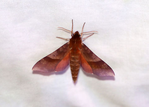 Azalea sphinx - Darapsa choerilus I saw this species earlier in moth week and was happy to see it again last night -- and it looks to be a different individual as the first one was quite brown and this one was very reddish pink!
https://www.jungledragon.com/image/138408/azalea_sphinx_-_darapsa_choerilus.html

Habitat: Attracted to a 365+395 nm LED lights in a semi-rural area

2022(d) Azalea sphinx,Darapsa choerilus,Geotagged,National Moth Week 2022,Summer,United States,moth,moth week 2022