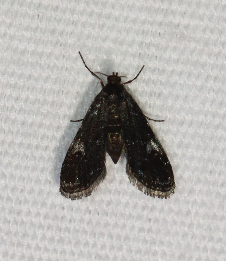 Black Duckweed Moth - Elophila tinealis Habitat: Attracted to a 365+395 nm LED lights in a semi-rural area<br />
<br />
2022(56) Black Duckweed Moth,Crambidae,Elophila,Elophila tinealis,Geotagged,National Moth Week 2022,Summer,United States,moth,moth week 2022