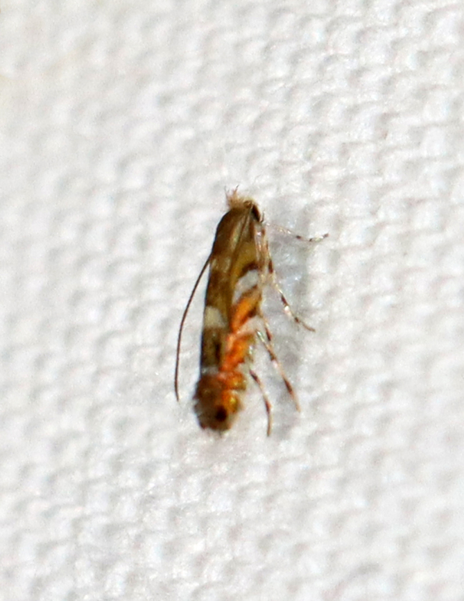 Black Locust Leafminer - Macrosaccus robiniella Habitat: Attracted to a 365+395 nm LED lights in a semi-rural area<br />
<br />
2022(57) Black Locust Leafminer,Geotagged,Gracillariidae,Macrosaccus,Macrosaccus robiniella,National Moth Week 2022,Summer,United States,leafminer,moth,moth week 2022