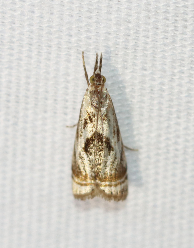 Elegant Grass-Veneer Moth - Microcrambus elegans Habitat: Attracted to a 365+395 nm LED lights in a semi-rural area<br />
<br />
2022(58) Crambidae,Elegant grass-veneer moth,Geotagged,Microcrambus elegans,National Moth Week 2022,Summer,United States,microcrambus,moth,moth week 2022