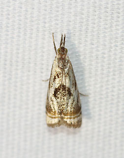 Elegant Grass-Veneer Moth - Microcrambus elegans Habitat: Attracted to a 365+395 nm LED lights in a semi-rural area

2022(58) Crambidae,Elegant grass-veneer moth,Geotagged,Microcrambus elegans,National Moth Week 2022,Summer,United States,microcrambus,moth,moth week 2022