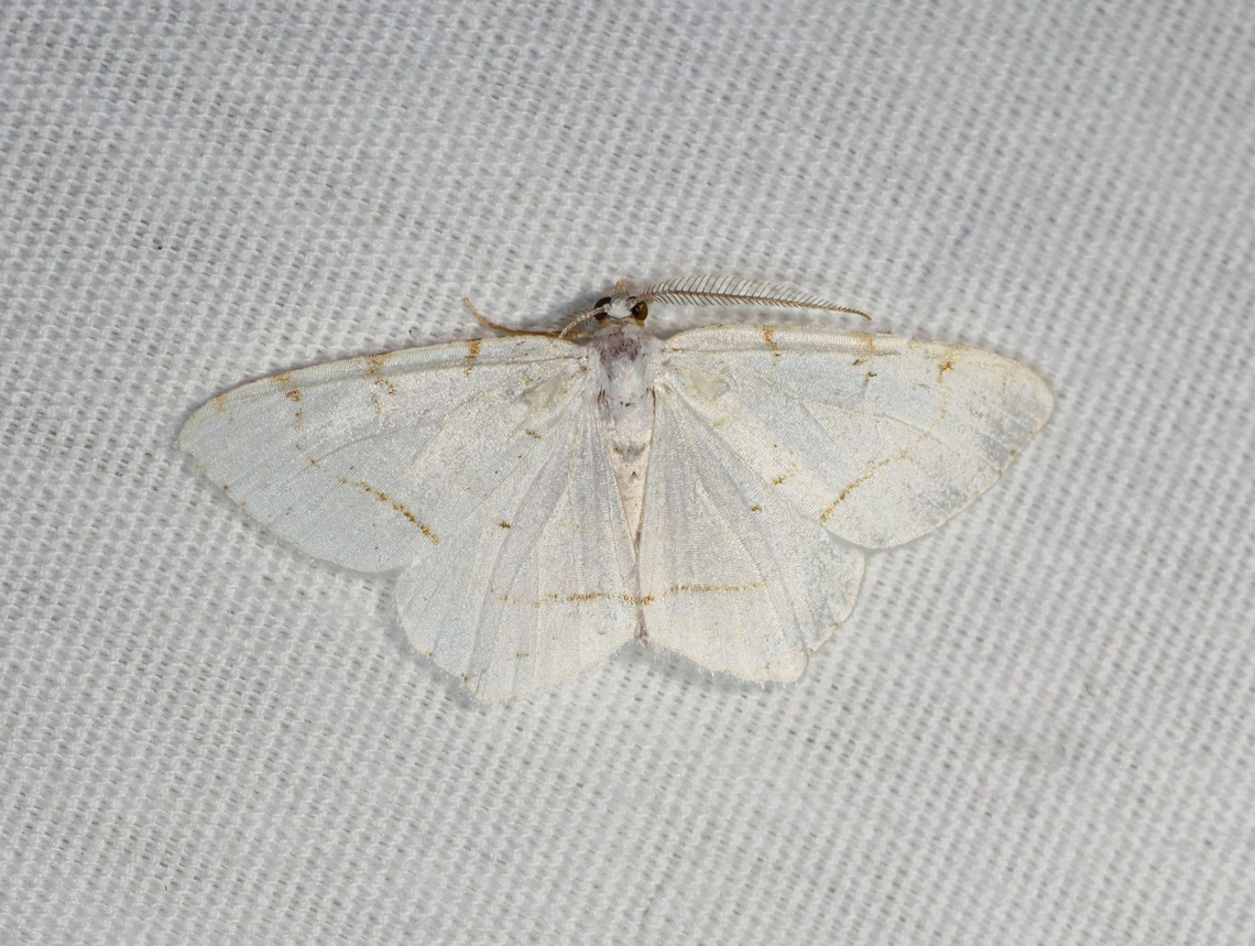 Lesser Maple Spanworm - Speranza pustularia Habitat: Attracted to a 365+395 nm LED lights in a semi-rural area<br />
<br />
2022(d) Geometridae,Geotagged,Lesser maple spanworm,National Moth Week 2022,Speranza pustularia,Summer,United States,moth,moth week 2022,speranza