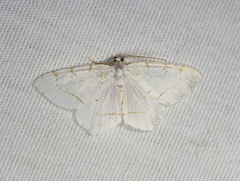 Lesser Maple Spanworm - Speranza pustularia Habitat: Attracted to a 365+395 nm LED lights in a semi-rural area

2022(d) Geometridae,Geotagged,Lesser maple spanworm,National Moth Week 2022,Speranza pustularia,Summer,United States,moth,moth week 2022,speranza