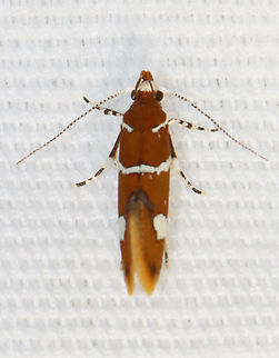 Suzuki's promolactis moth - Promalactis suzukiella Habitat: Attracted to a 365+395 nm LED lights in a semi-rural area

2022(d) Geotagged,National Moth Week 2022,Promalactis,Promalactis suzukiella,Summer,Suzuki's promolactis moth,United States,moth,moth week 2022