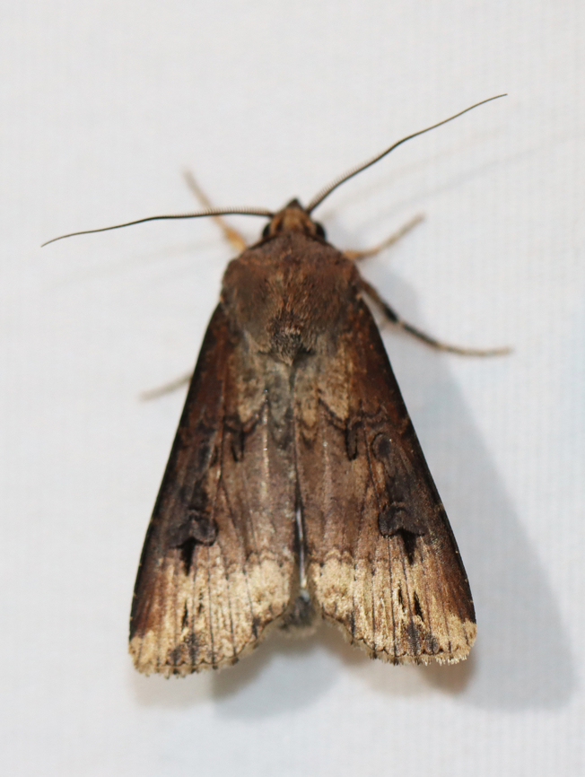 Ipsilon Dart - Agrotis ipsilon Habitat: Attracted to a 365+395 nm LED lights in a semi-rural area<br />
<br />
2022(59) Agrotis ipsilon,Dark sword-grass,Geotagged,National Moth Week 2022,Summer,United States,agrotis,cutworm,dart,moth,moth week 2022
