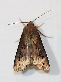 Ipsilon Dart - Agrotis ipsilon Habitat: Attracted to a 365+395 nm LED lights in a semi-rural area

2022(59) Agrotis ipsilon,Dark sword-grass,Geotagged,National Moth Week 2022,Summer,United States,agrotis,cutworm,dart,moth,moth week 2022