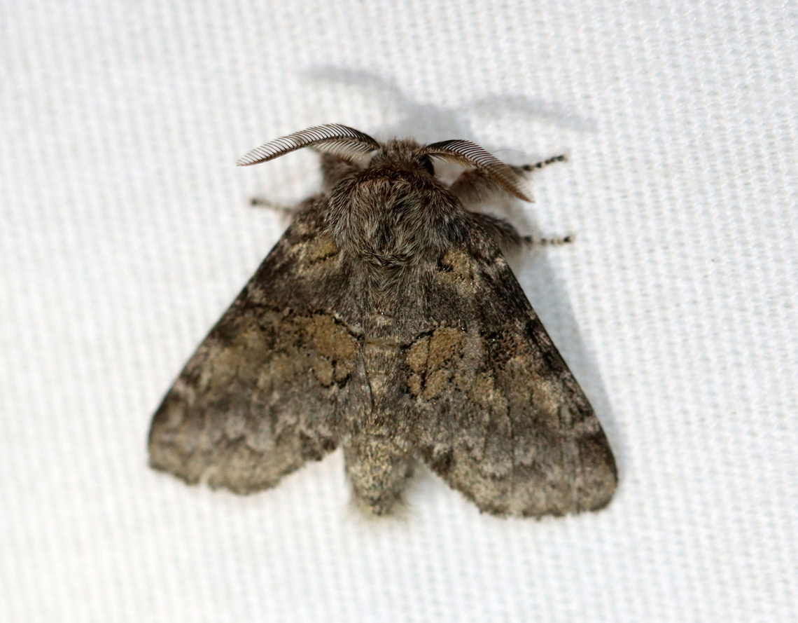 Dusky marbled brown - Gluphisia septentrionis Habitat: Attracted to a 365+395 nm LED lights in a semi-rural area<br />
<br />
2022(d) Dusky marbled brown,Geotagged,Gluphisia,Gluphisia crenata,National Moth Week 2022,Summer,United States,moth,moth week 2022,notodontidae