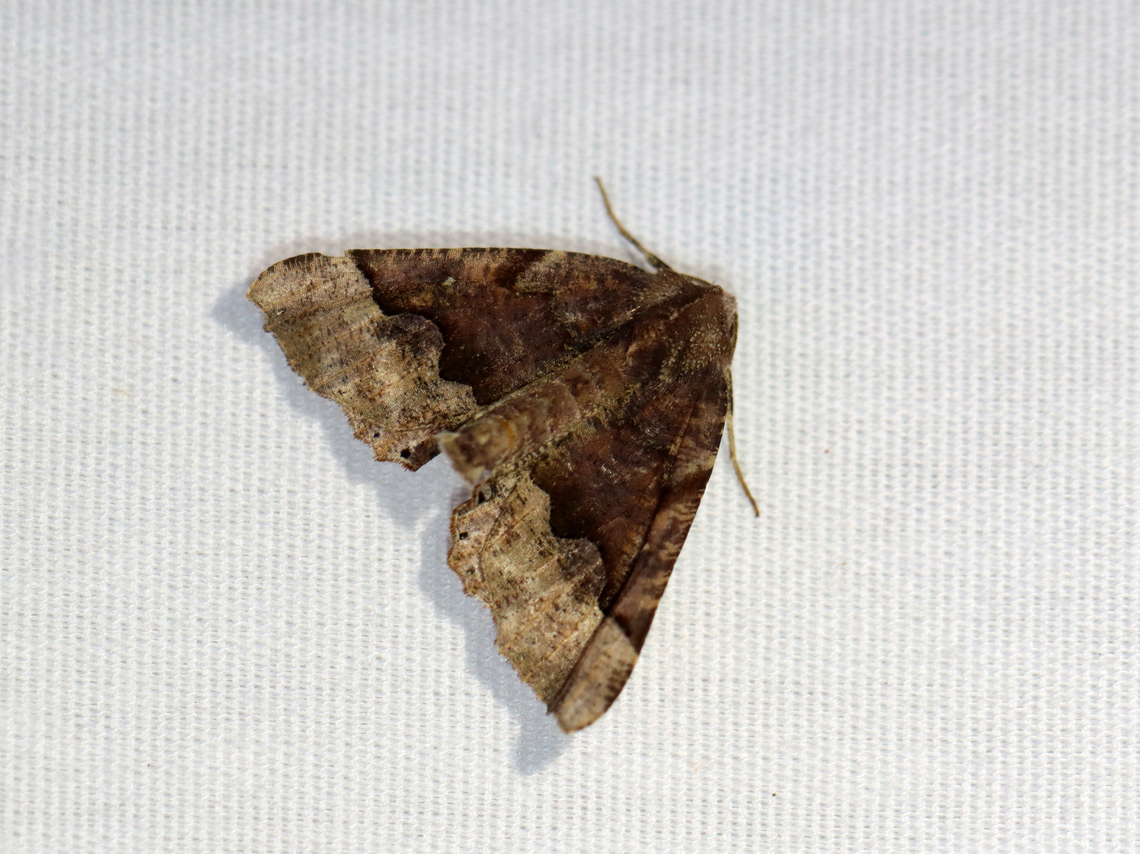 Moth - Pero honestaria *Tentative ID<br />
<br />
Habitat: Attracted to a 365+395 nm LED lights in a semi-rural area<br />
<br />
2022(60) Geotagged,Honest Pero,National Moth Week 2022,Pero honestaria,Summer,United States,moth,moth week 2022,pero