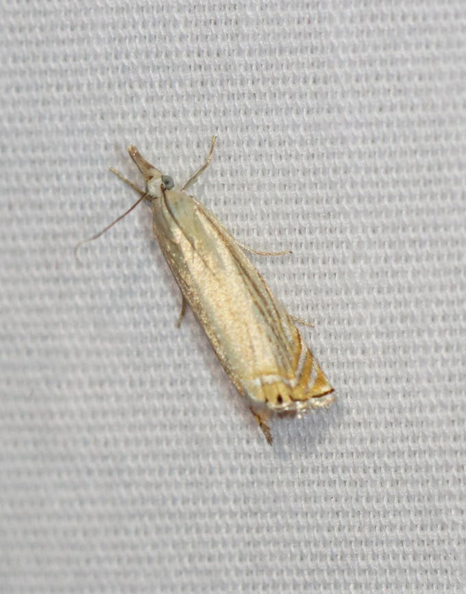 Topiary Grass-Veneer - Chrysoteuchia topiarius Habitat: Attracted to a 365+395 nm LED lights in a semi-rural area<br />
<br />
2022(61) Chrysoteuchia,Chrysoteuchia topiarius,Crambidae,Geotagged,National Moth Week 2022,Summer,Topiary Grass-Veneer,United States,moth,moth week 2022