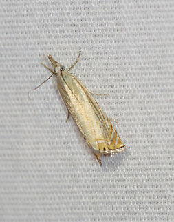 Topiary Grass-Veneer - Chrysoteuchia topiarius Habitat: Attracted to a 365+395 nm LED lights in a semi-rural area

2022(61) Chrysoteuchia,Chrysoteuchia topiarius,Crambidae,Geotagged,National Moth Week 2022,Summer,Topiary Grass-Veneer,United States,moth,moth week 2022