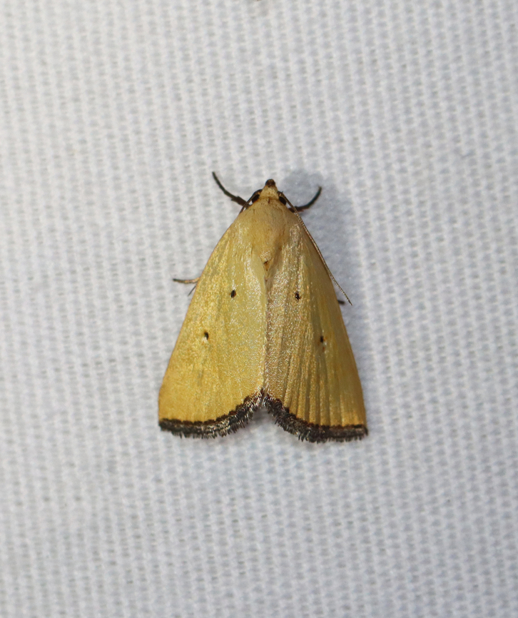 Black-bordered Lemon Moth - Marimatha nigrofimbria Habitat: Attracted to a 365+395 nm LED lights in a semi-rural area<br />
<br />
2022(62) Black-bordered Lemon Moth,Geotagged,Marimatha nigrofimbria,National Moth Week 2022,Summer,United States,lemon moth,marimatha,moth,moth week 2022,noctuidae