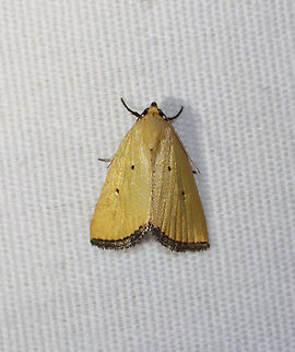 Black-bordered Lemon Moth - Marimatha nigrofimbria Habitat: Attracted to a 365+395 nm LED lights in a semi-rural area

2022(62) Black-bordered Lemon Moth,Geotagged,Marimatha nigrofimbria,National Moth Week 2022,Summer,United States,lemon moth,marimatha,moth,moth week 2022,noctuidae
