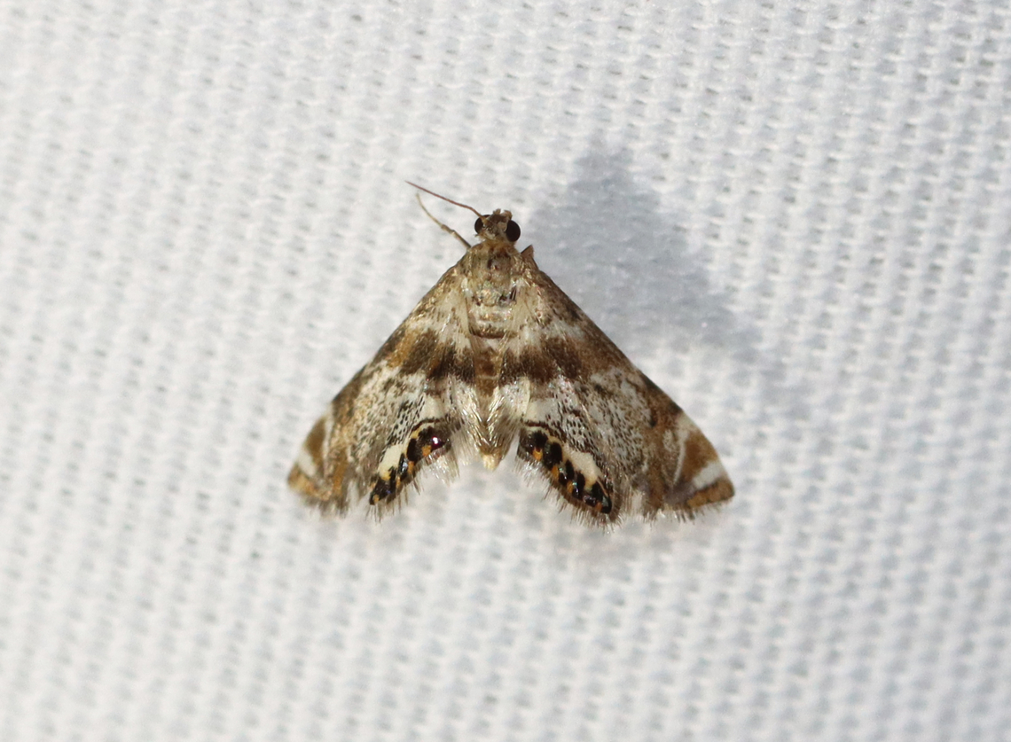 Feather-edged Petrophila Moth - Petrophila fulicalis Habitat: Attracted to a 365+395 nm LED lights in a semi-rural area<br />
<br />
2022(63) Feather-edged Petrophila Moth,Geotagged,Petrophila fulicalis,Summer,United States,crambidae,moth,moth week 2022,national moth week 2022,petrophila