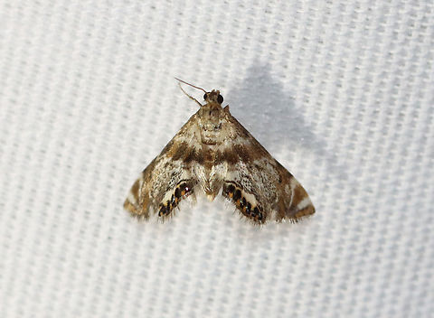 Feather-edged Petrophila Moth - Petrophila fulicalis Habitat: Attracted to a 365+395 nm LED lights in a semi-rural area

2022(63) Feather-edged Petrophila Moth,Geotagged,Petrophila fulicalis,Summer,United States,crambidae,moth,moth week 2022,national moth week 2022,petrophila