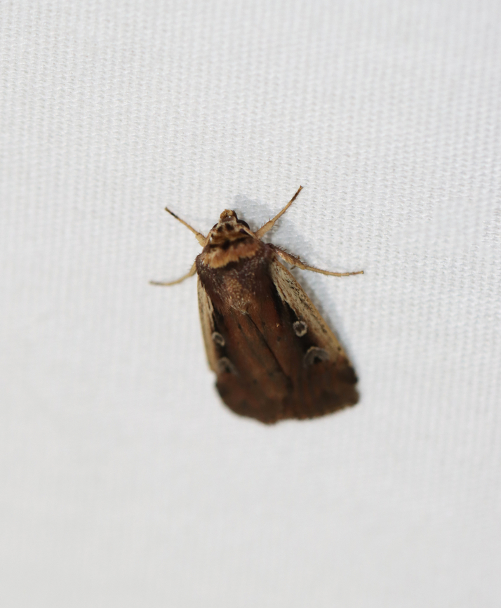 Flame-shouldered Dart - Ochropleura implecta Habitat: Attracted to a 365+395 nm LED lights in a semi-rural area<br />
<br />
2022(64) Flame-shouldered Dart,Geotagged,Ochropleura,Ochropleura implecta,Summer,United States,moth,moth week 2022,national moth week 2022