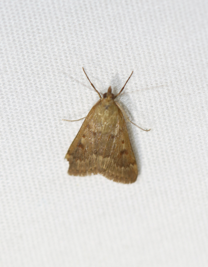 Garden Webworm - Achyra rantalis Habitat: Attracted to a 365+395 nm LED lights in a semi-rural area<br />
<br />
2022(65)<br />
<br />
 Achyra,Achyra rantalis,Geotagged,National Moth Week 2022,Summer,United States,crambidae,moth,moth week 2022