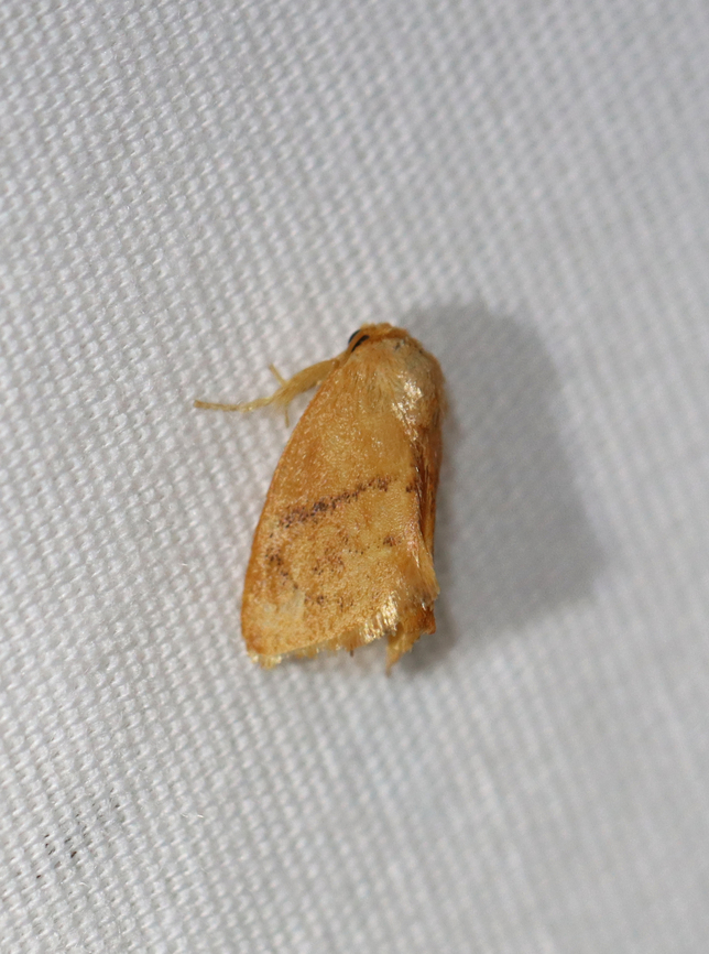 Inverted Y Slug Moth - Apoda y-inversa Habitat: Attracted to a 365+395 nm LED lights in a semi-rural area<br />
<br />
2022(66) Apoda y-inversa,Apoda y-inversum,Geotagged,Summer,United States,apoda,limacodidae,moth,moth week 2022,national moth week 2022,slug moth
