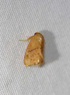 Inverted Y Slug Moth - Apoda y-inversa Habitat: Attracted to a 365+395 nm LED lights in a semi-rural area

2022(66) Apoda y-inversa,Apoda y-inversum,Geotagged,Summer,United States,apoda,limacodidae,moth,moth week 2022,national moth week 2022,slug moth