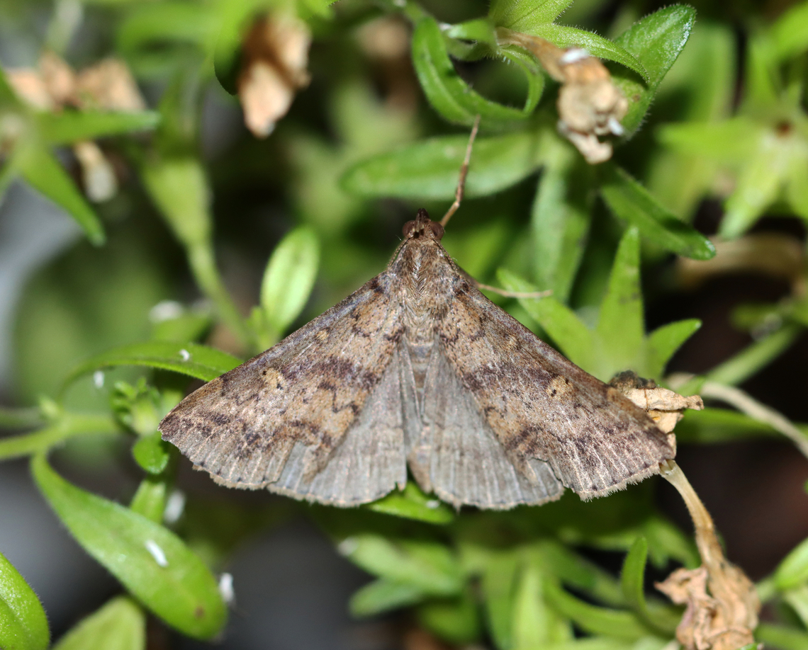 Moth - Renia discoloralis *Species ID is tentative<br />
<br />
Habitat: Attracted to a 365+395 nm LED lights in a semi-rural area  <br />
<br />
2022( ) Discolored Renia Moth,Geotagged,Renia discoloralis,Summer,United States,moth,moth week 2022,national moth week 2022,renia