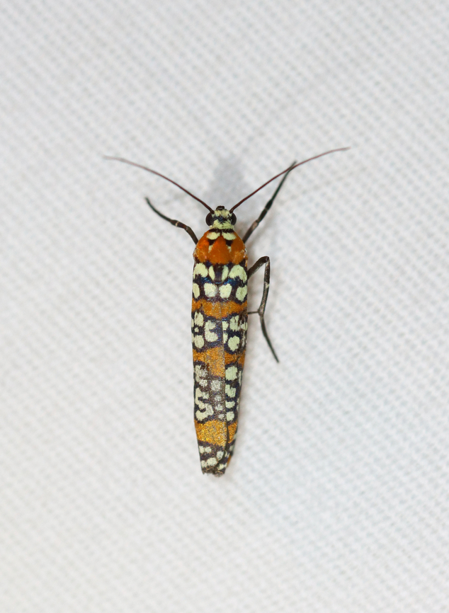 Ailanthus webworm - Atteva aurea Habitat: Attracted to a 365+395 nm LED lights in a semi-rural area<br />
<br />
2022(67) Ailanthus webworm,Atteva,Atteva aurea,Attevidae,Geotagged,National Moth Week 2022,Summer,United States,moth,moth week 2022