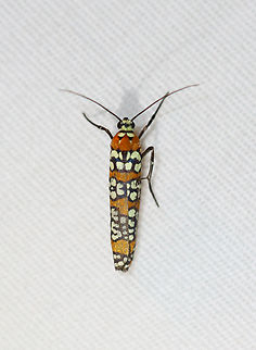 Ailanthus webworm - Atteva aurea Habitat: Attracted to a 365+395 nm LED lights in a semi-rural area

2022(67) Ailanthus webworm,Atteva,Atteva aurea,Attevidae,Geotagged,National Moth Week 2022,Summer,United States,moth,moth week 2022