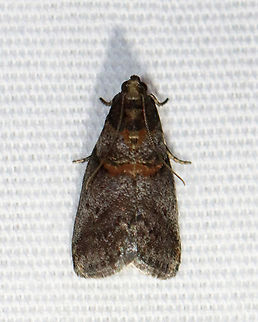 Hickory shoot borer - Acrobasis caryae Habitat: Attracted to a 365+395 nm LED lights in a semi-rural area

2022(d) Acrobasis,Acrobasis caryae,Geotagged,Hickory shoot borer,National Moth Week 2022,Summer,United States,moth,moth week 2022