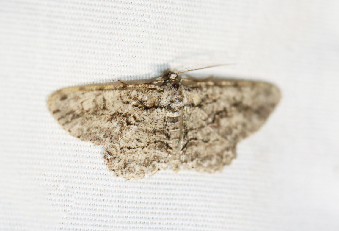 Common Gray - Anavitrinella pampinaria Habitat: Attracted to a 365+395 nm LED lights in a semi-rural area<br />
<br />
2022(68) Anavitrinella,Anavitrinella pampinaria,Common gray,Geometridae,Geotagged,Summer,United States,moth,moth week 2022,national moth week 2022