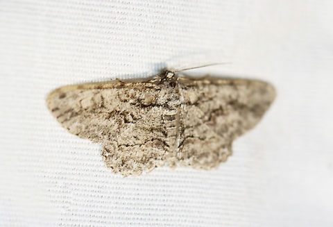 Common Gray - Anavitrinella pampinaria Habitat: Attracted to a 365+395 nm LED lights in a semi-rural area

2022(68) Anavitrinella,Anavitrinella pampinaria,Common gray,Geometridae,Geotagged,Summer,United States,moth,moth week 2022,national moth week 2022