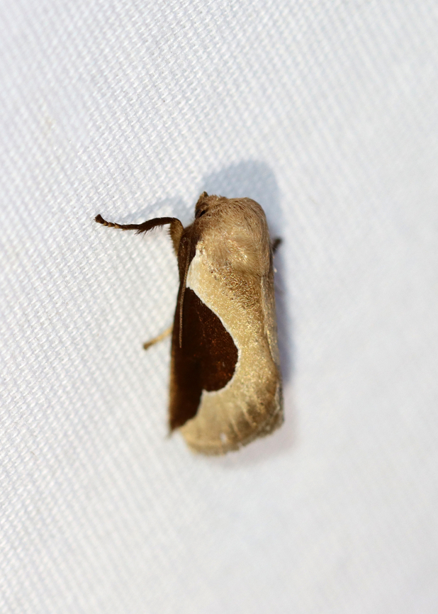 Skiff Moth - Prolimacodes badia Habitat: Attracted to a 365+395 nm LED lights in a semi-rural area<br />
<br />
2022(69) Geotagged,Limacodidae,National Moth Week 2022,Prolimacodes,Prolimacodes badia,Skiff Moth,Summer,United States,moth,moth week 2022