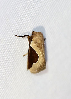 Skiff Moth - Prolimacodes badia Habitat: Attracted to a 365+395 nm LED lights in a semi-rural area

2022(69) Geotagged,Limacodidae,National Moth Week 2022,Prolimacodes,Prolimacodes badia,Skiff Moth,Summer,United States,moth,moth week 2022