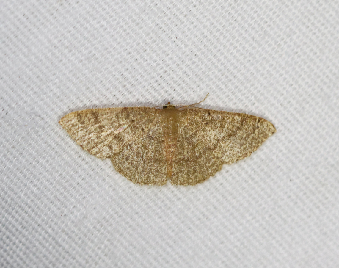 Tan Wave - Pleuroprucha insulsaria Habitat: Attracted to a 365+395 nm LED lights in a semi-rural area<br />
<br />
2022(70) Common tan wave moth,Geometridae,Geotagged,National Moth Week 2022,Pleuroprucha,Pleuroprucha insulsaria,Summer,United States,moth,moth week 2022