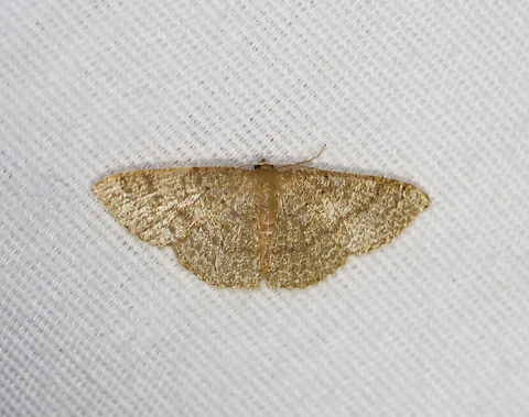 Tan Wave - Pleuroprucha insulsaria Habitat: Attracted to a 365+395 nm LED lights in a semi-rural area

2022(70) Common tan wave moth,Geometridae,Geotagged,National Moth Week 2022,Pleuroprucha,Pleuroprucha insulsaria,Summer,United States,moth,moth week 2022