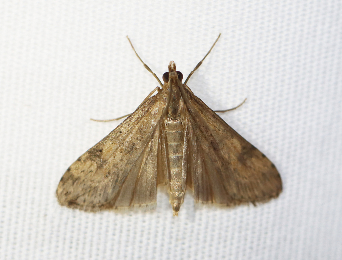 Lucerne Moth - Nomophila nearctica Habitat: Attracted to a 365+395 nm LED lights in a semi-rural area<br />
<br />
2022(71) Geotagged,Lucerne moth,National Moth Week 2022,Nomophila,Nomophila nearctica,Summer,United States,crambidae,moth,moth week 2022