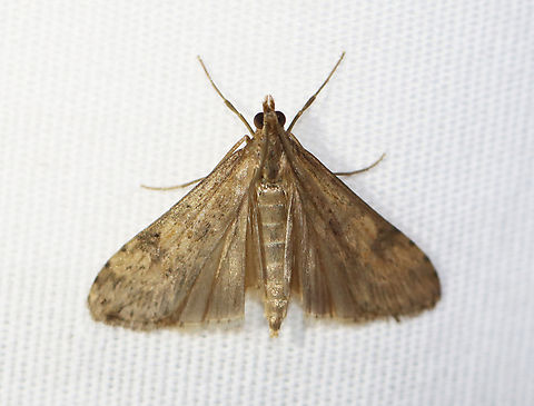 Lucerne Moth - Nomophila nearctica Habitat: Attracted to a 365+395 nm LED lights in a semi-rural area

2022(71) Geotagged,Lucerne moth,National Moth Week 2022,Nomophila,Nomophila nearctica,Summer,United States,crambidae,moth,moth week 2022