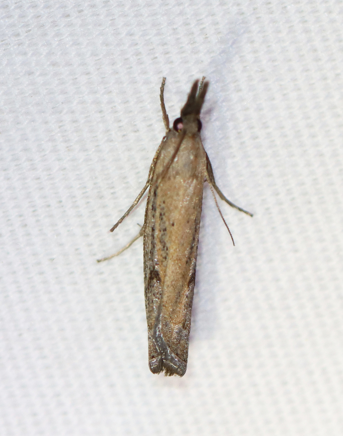 Changeable grass-veneer - Fissicrambus mutabilis Habitat: Attracted to a 365+395 nm LED lights in a semi-rural area<br />
<br />
2022(72) Changeable grass-veneer,Crambidae,Fissicrambus,Fissicrambus mutabilis,Geotagged,National Moth Week 2022,Summer,United States,moth,moth week 2022