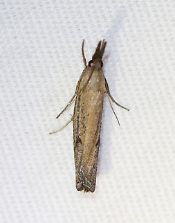 Changeable grass-veneer - Fissicrambus mutabilis Habitat: Attracted to a 365+395 nm LED lights in a semi-rural area

2022(72) Changeable grass-veneer,Crambidae,Fissicrambus,Fissicrambus mutabilis,Geotagged,National Moth Week 2022,Summer,United States,moth,moth week 2022