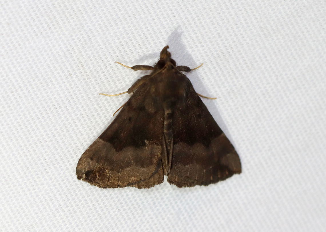 Gray-edged Hypena - Hypena madefactalis Habitat: Attracted to a 365+395 nm LED lights in a semi-rural area<br />
<br />
2022(73) Geotagged,Gray-edged Hypena,Hypena madefactalis,National Moth Week 2022,Noctuidae,Summer,United States,hypena,moth,moth week 2022