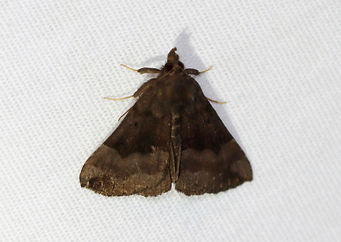 Gray-edged Hypena - Hypena madefactalis Habitat: Attracted to a 365+395 nm LED lights in a semi-rural area

2022(73) Geotagged,Gray-edged Hypena,Hypena madefactalis,National Moth Week 2022,Noctuidae,Summer,United States,hypena,moth,moth week 2022