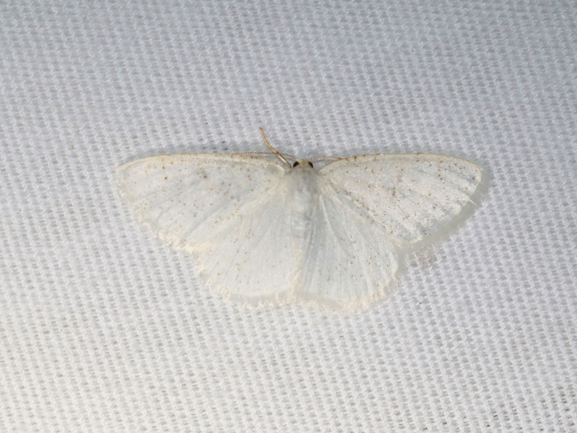 The Virgin -  Protitame virginalis Habitat: Attracted to a 365+395 nm LED lights in a semi-rural area<br />
<br />
2022(74) Geotagged,National Moth Week 2022,Protitame virginalis,Summer,United States,geometridae,moth  Protitame,moth week 2022,the virgin