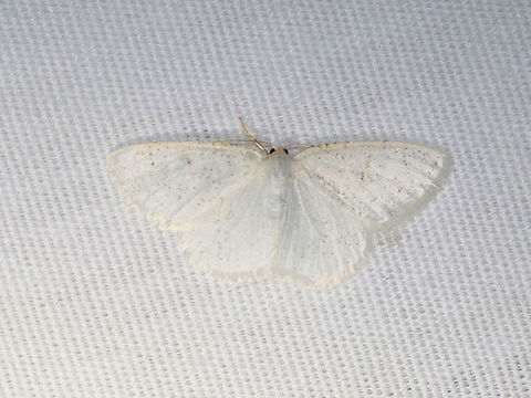 The Virgin -  Protitame virginalis Habitat: Attracted to a 365+395 nm LED lights in a semi-rural area

2022(74) Geotagged,National Moth Week 2022,Protitame virginalis,Summer,United States,geometridae,moth  Protitame,moth week 2022,the virgin